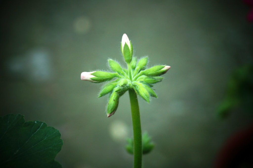 beautiful flower photography in dehradun