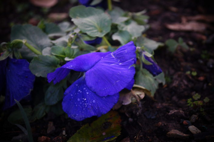 beautiful blue colored flower photography