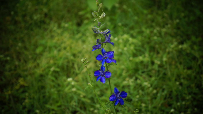 beautiful blue flower photography