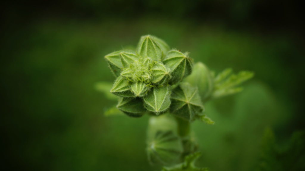 beautiful flower photography