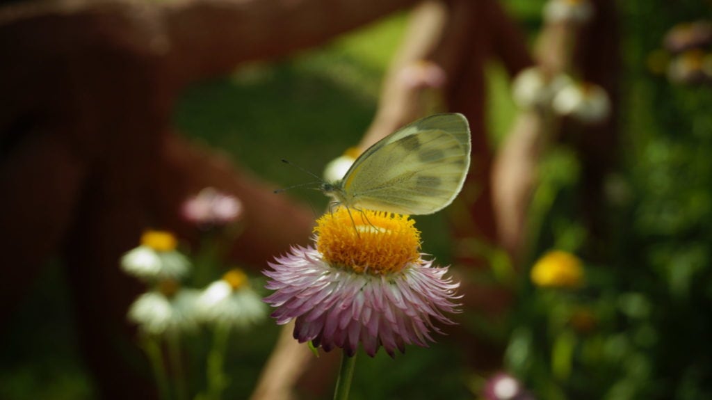 flower photography and insect pahotography at graphic era university