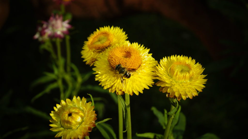 beautiful flower photography in dehradun