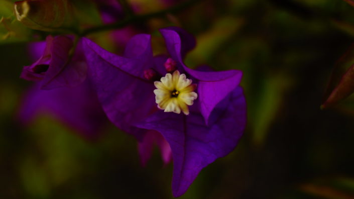 beautiful purple flower photography in singapore