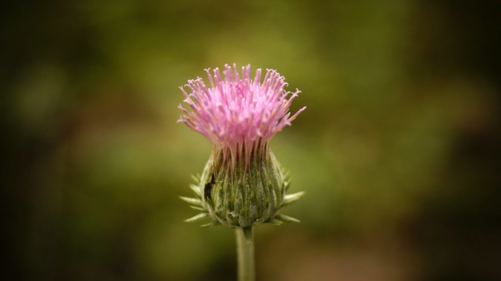 flower photography at forest research institute