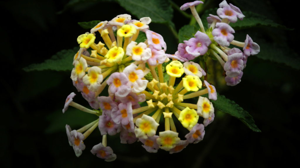 flower photography at forest research institute