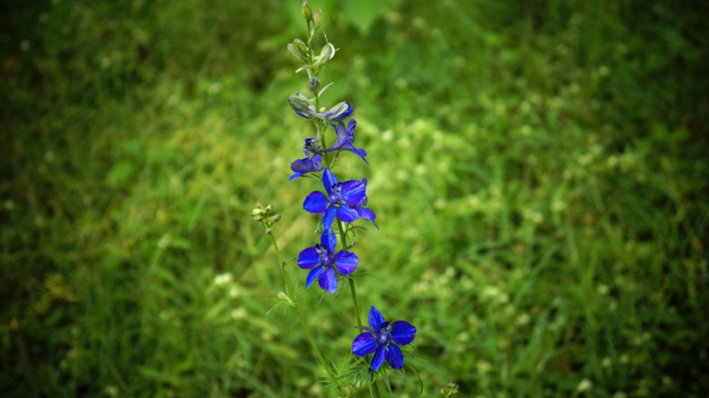 blue flower photography at forest research institute