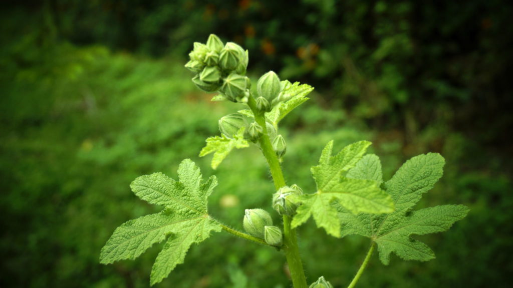 flower photography at forest research institute