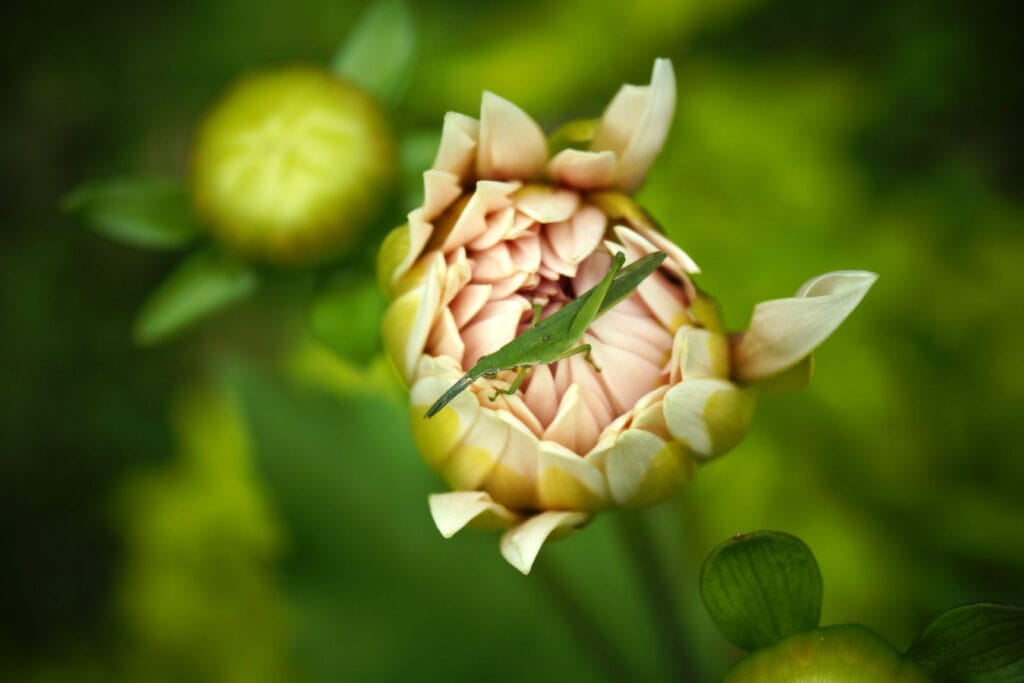 flower and insect photography at forest research institute and this is added in the blog "Photography Basics for Beginners"