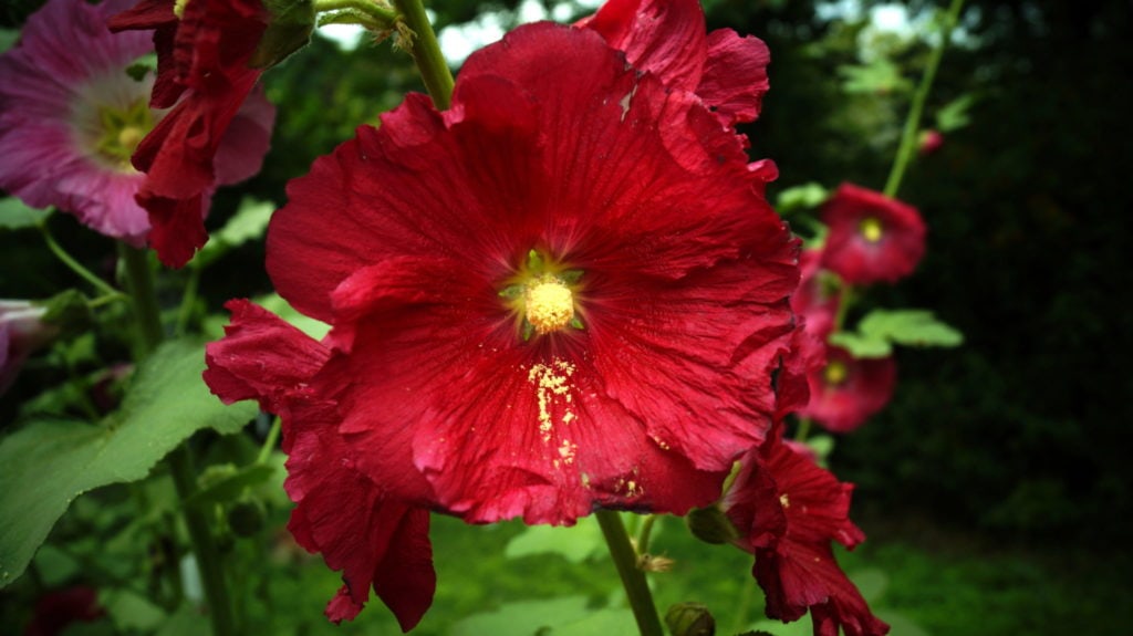 red flower photography at forest research institute