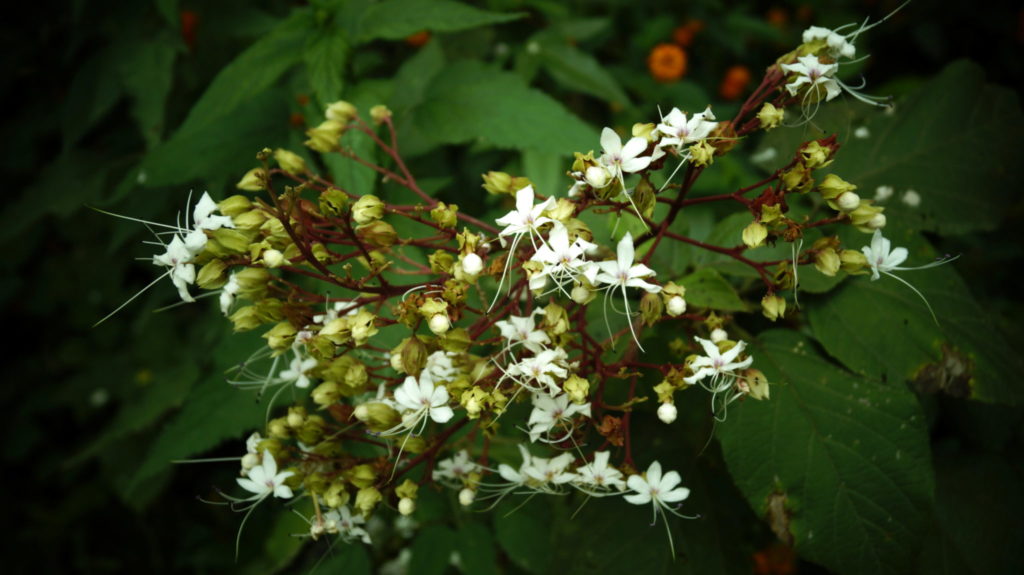 flower photography at forest research institute