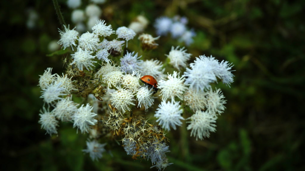 white flower and insect photography at forest research institute