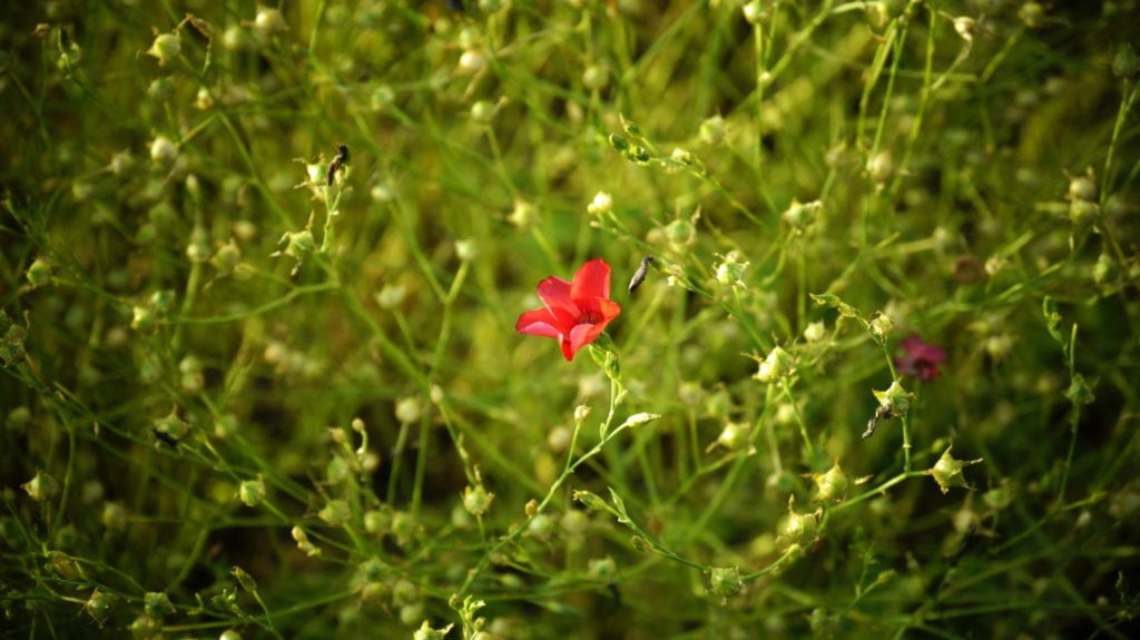 red flower photography at forest research institute