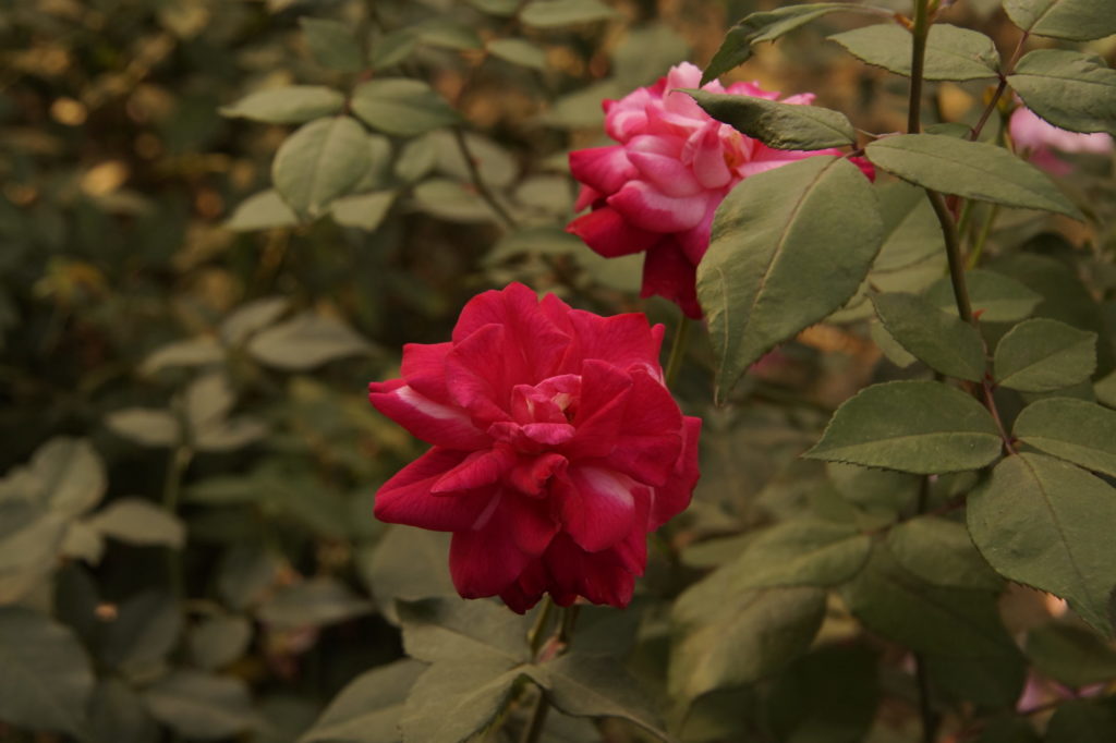 flower photography in Zafar Khan Ghazi Mosque Garden