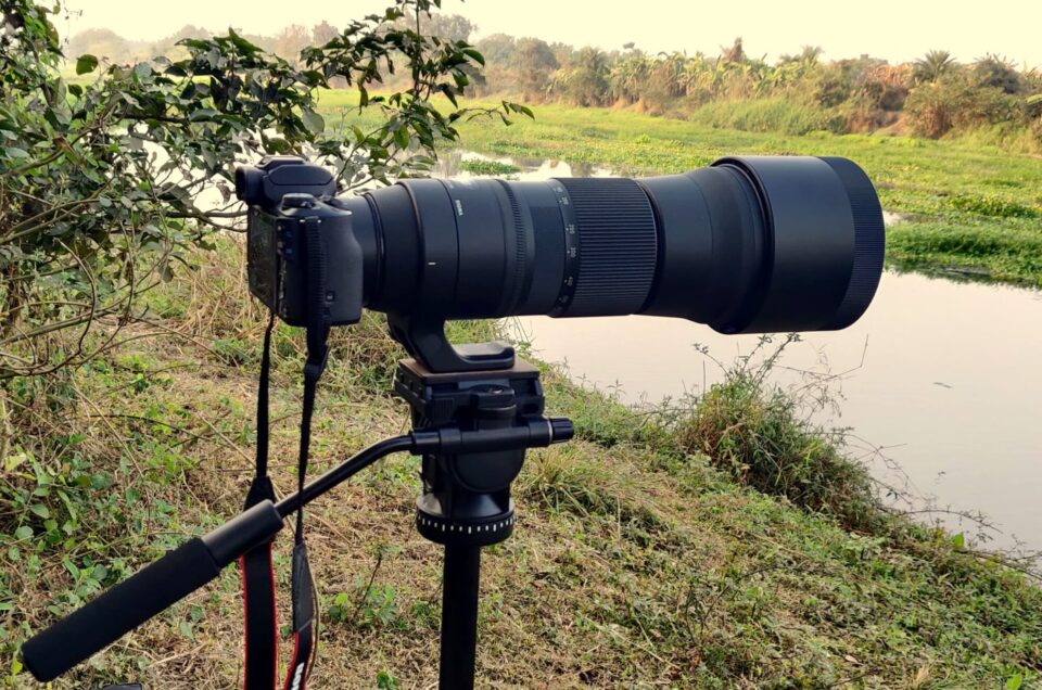 Canon EOS m50 with Sigma 150-600 telephoto lens and wildlife photography is one of the types of photography