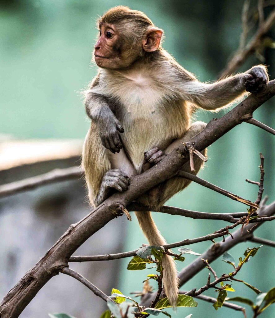 Rim Light is one of the types of light in digital photography