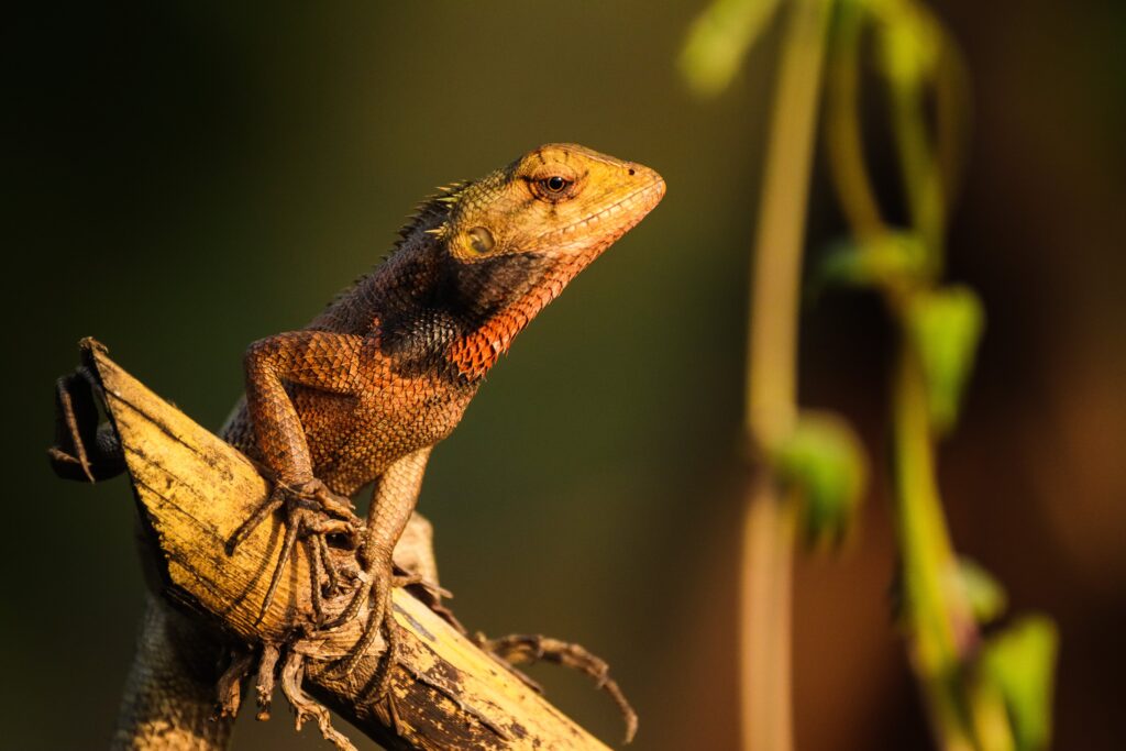 Calotes versicolor Chameleon Wildlife Photography
