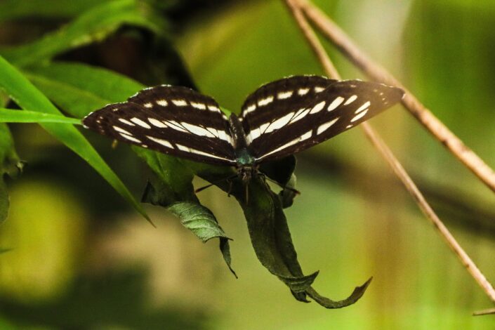 photography of beautiful butterflies and this is West Himalayan Sailer