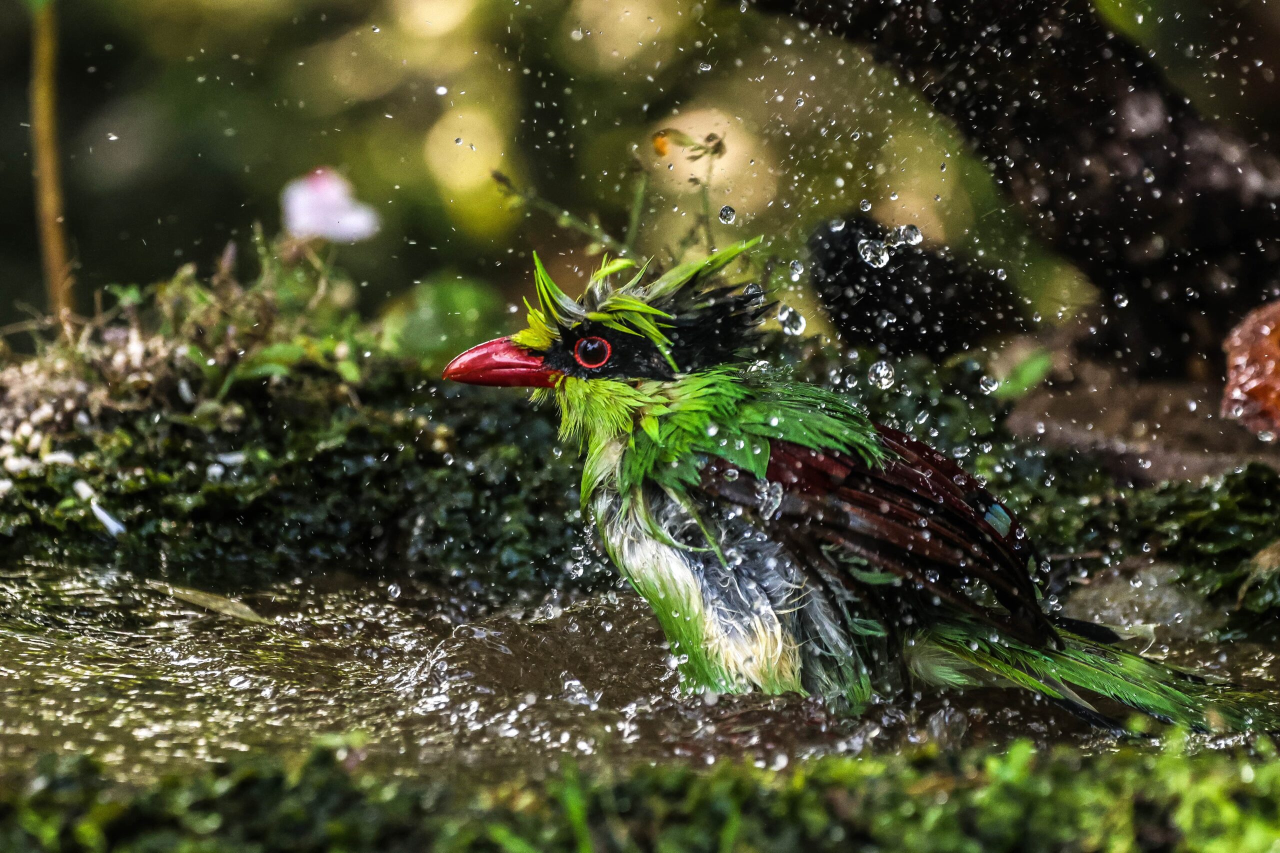 common green magpai bird taking bath