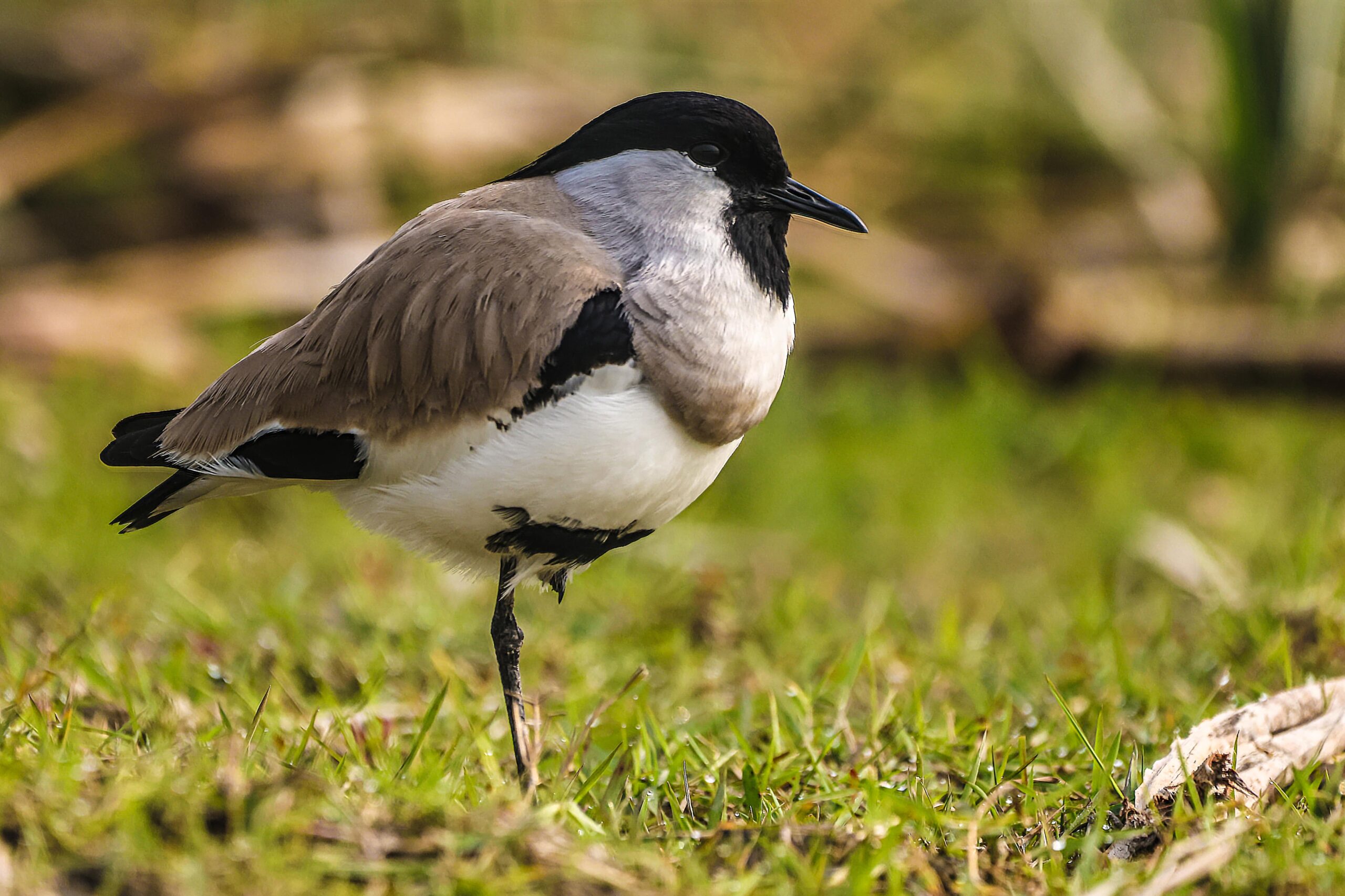 River lapwing bird photography