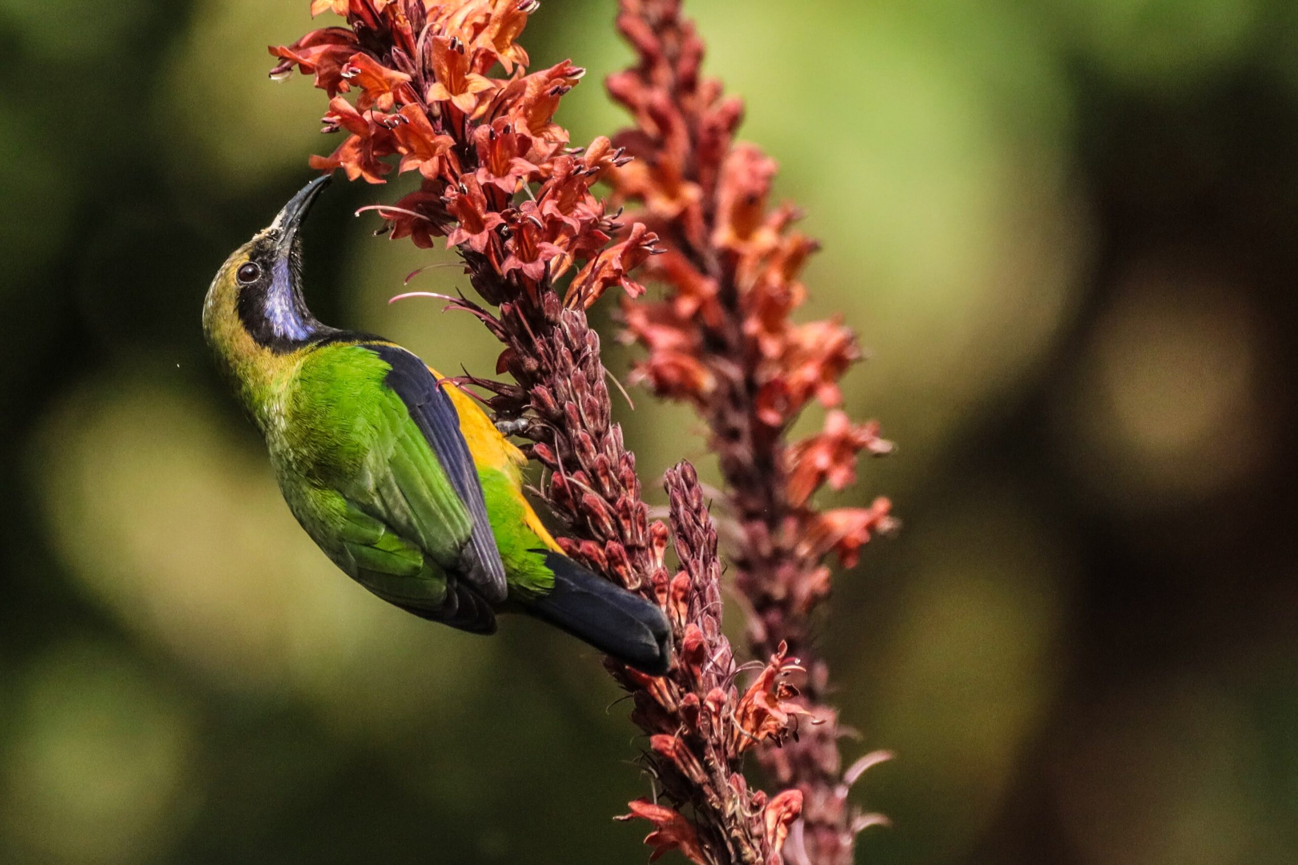 Chloropsis hardwickii Bird photography in Darjeeling seven points