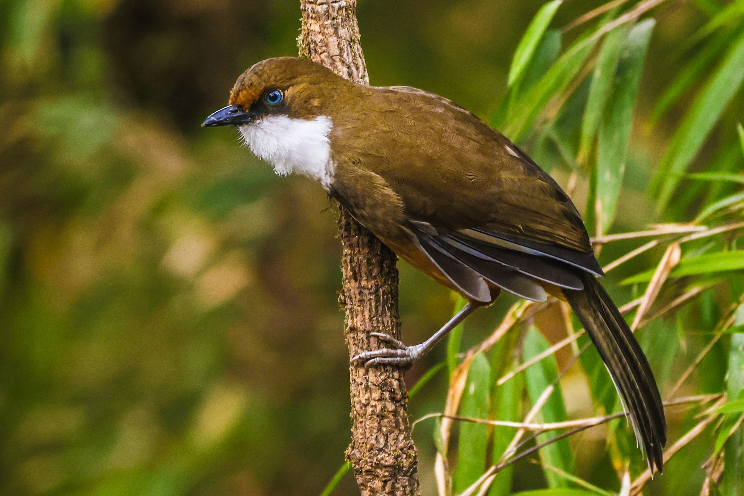 White-throated Laughingthrush Bird photography