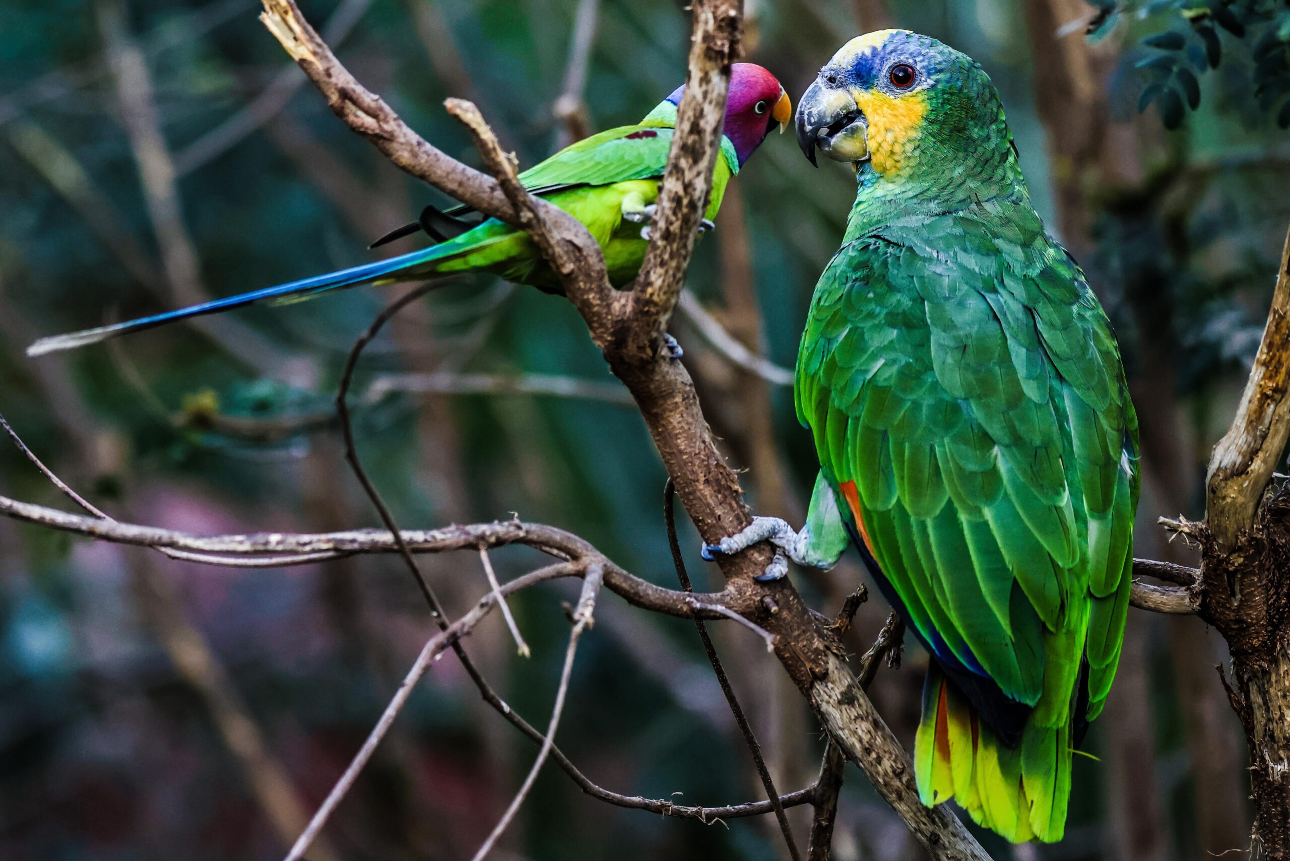 Plum-headed parakeet (left) & Amazon parakeet (right) bird photography