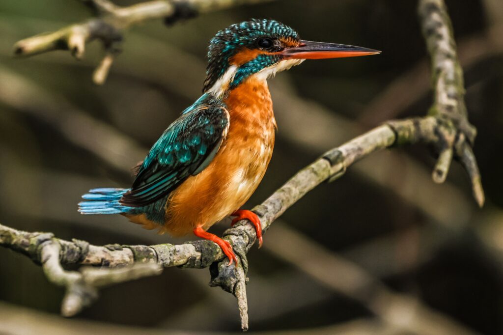 common kingfisher bird photography in sundarban mangroves and Sundarban Wildlife Photography Gallery