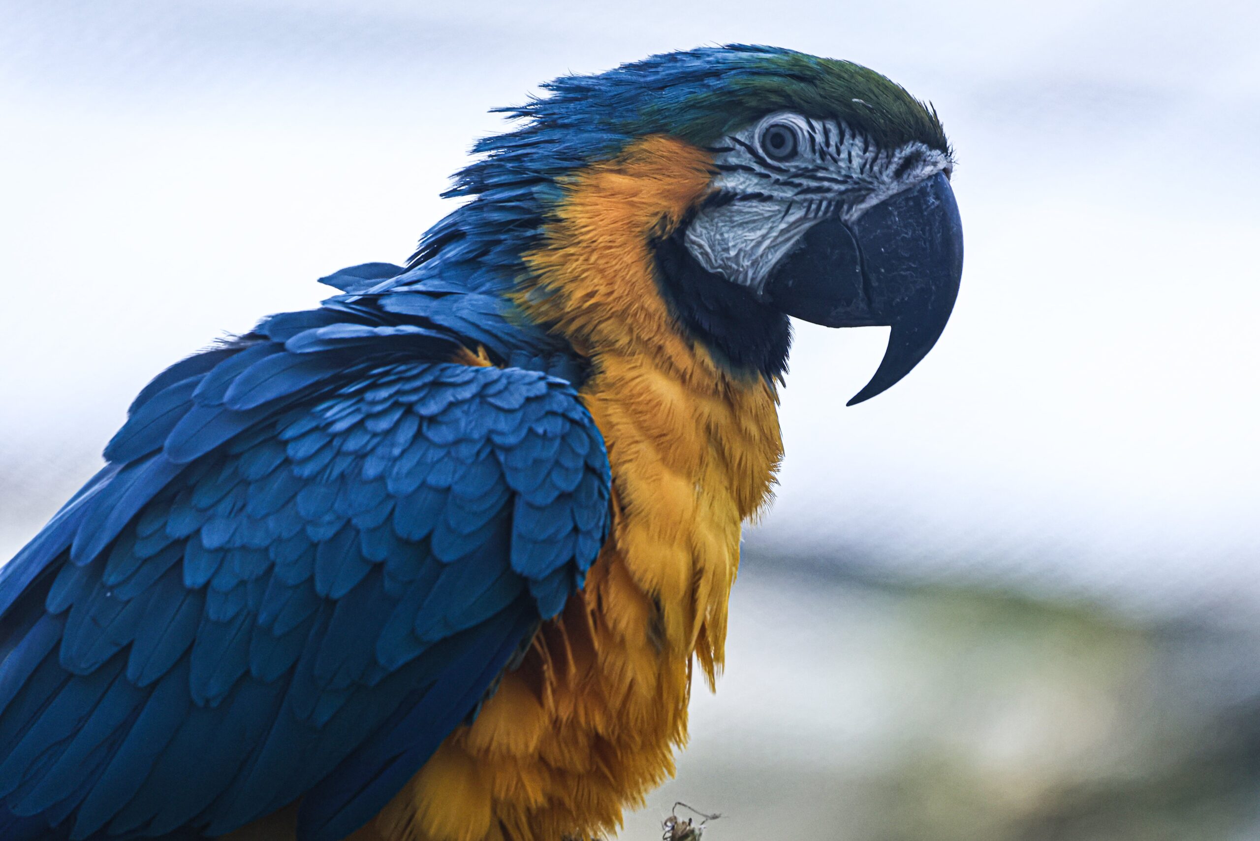 Macaw bird photography