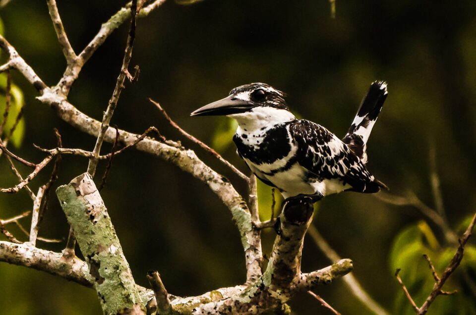 Pied Kingfisher bird photography and wildlife photography in sundarban mangroves