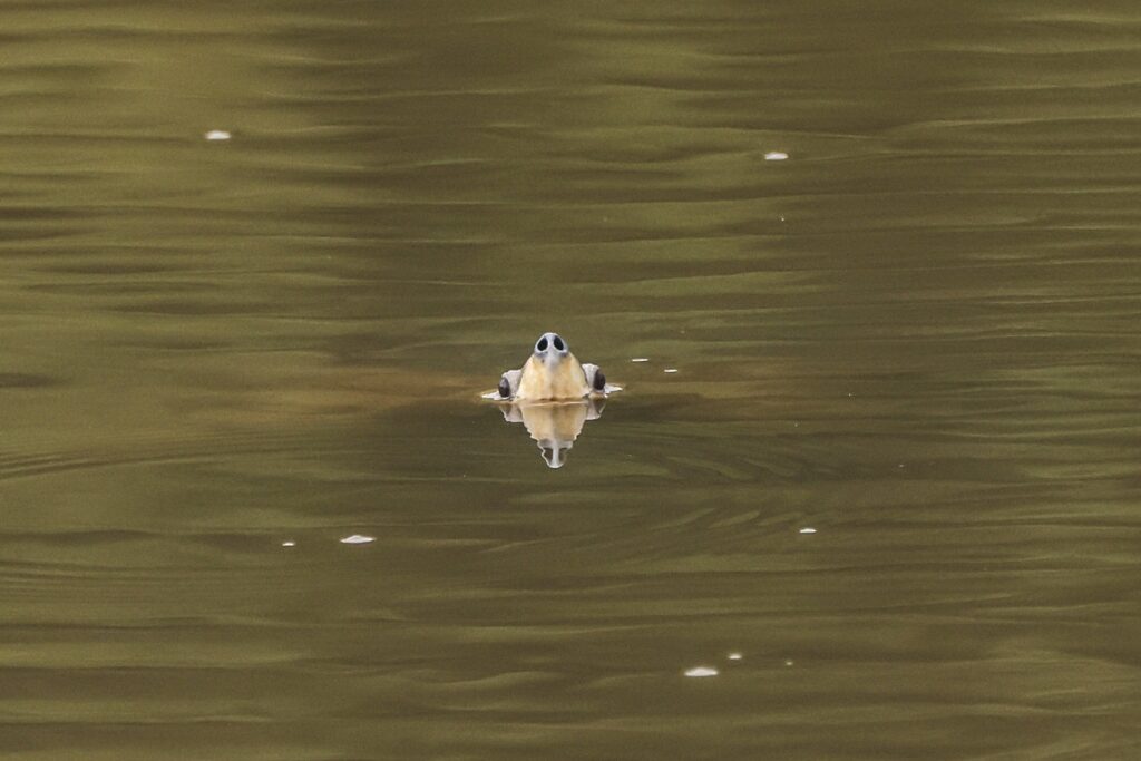 endangered turtle photography in sundarban mangroves & Sundarban Wildlife Photography Gallery