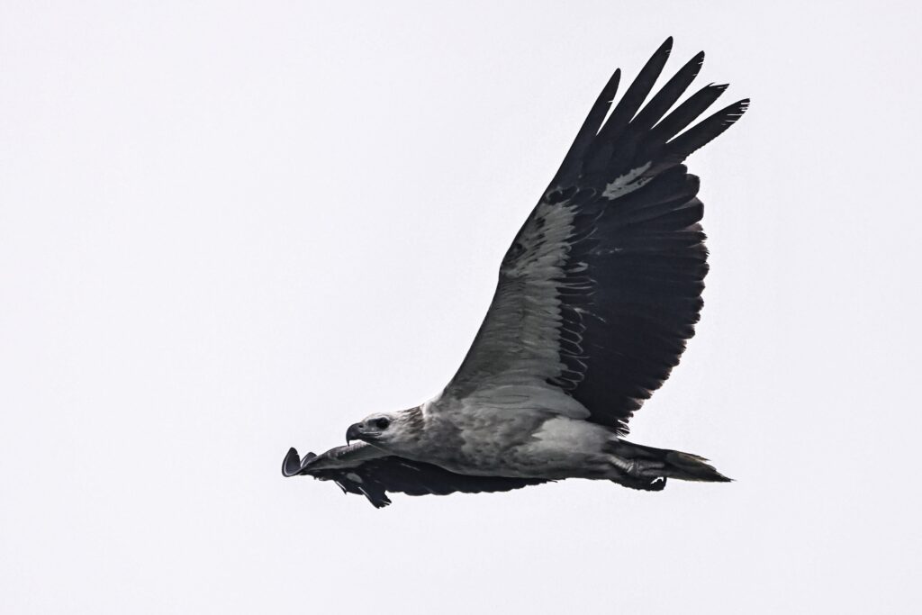 flying White-bellied Sea Eagle Sundarban Wildlife Photography Gallery