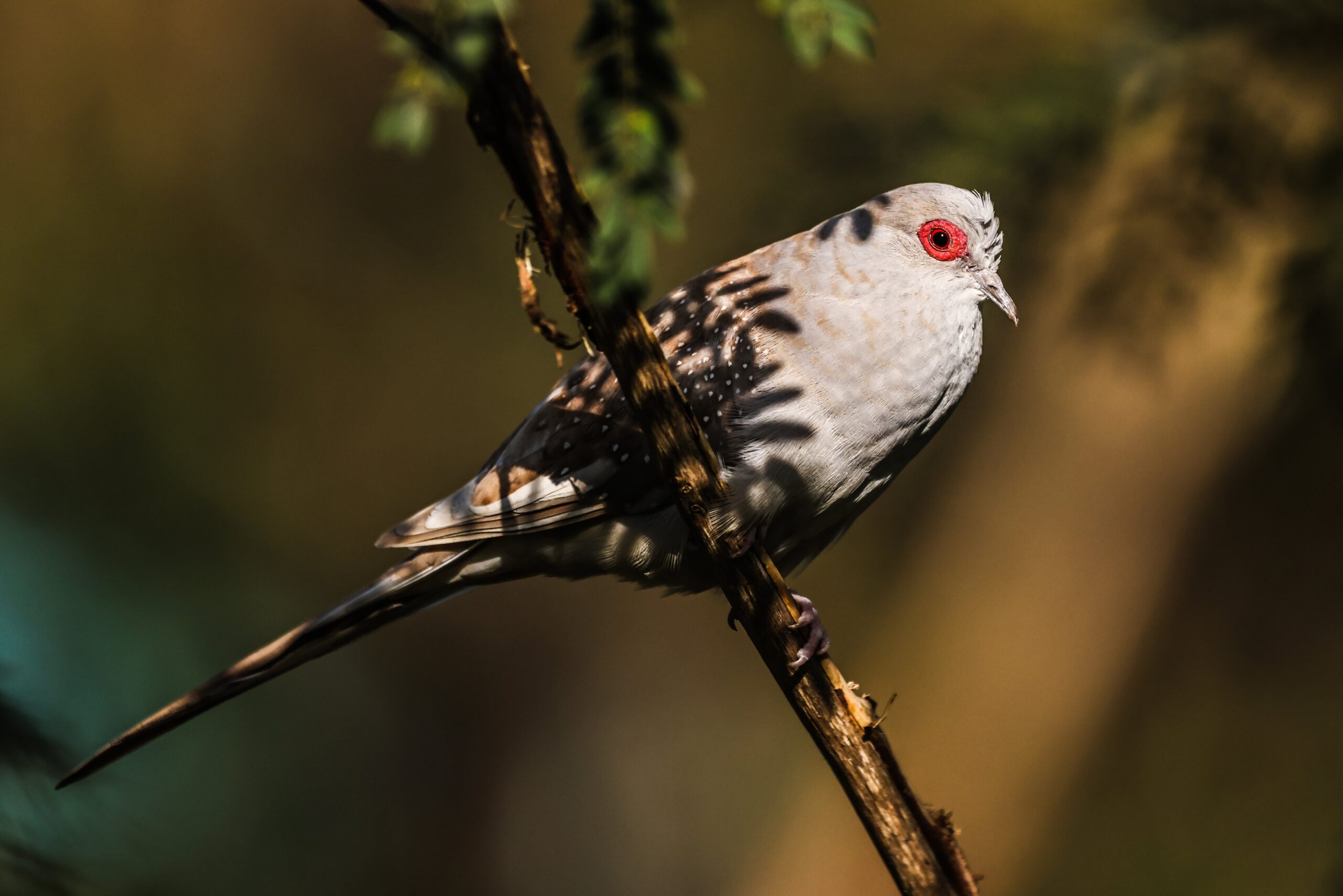 australian dove bird photography and patch light which is one of the types of light in digital photography