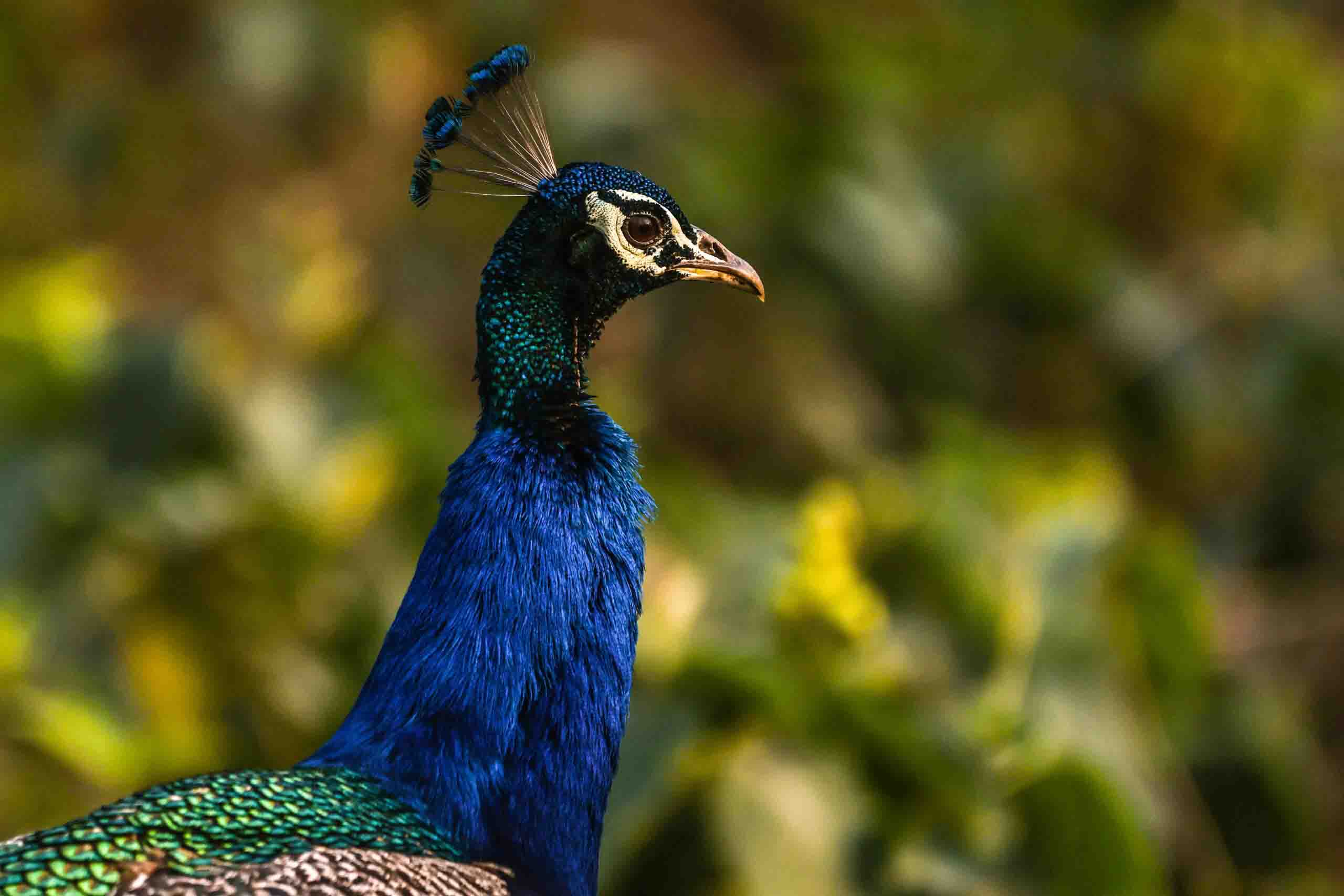Indian Peafowl 