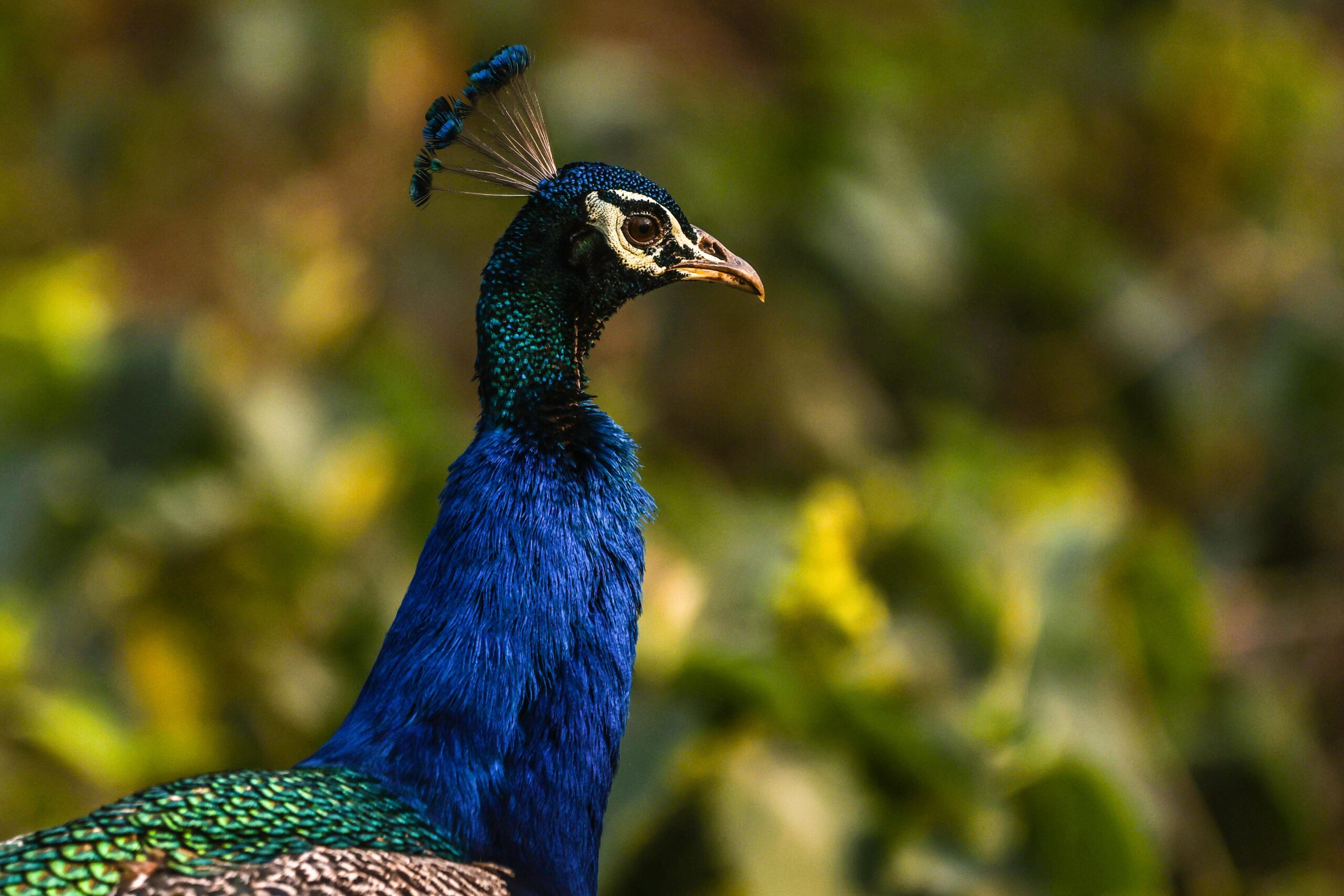 Indian Peafowl bird photography