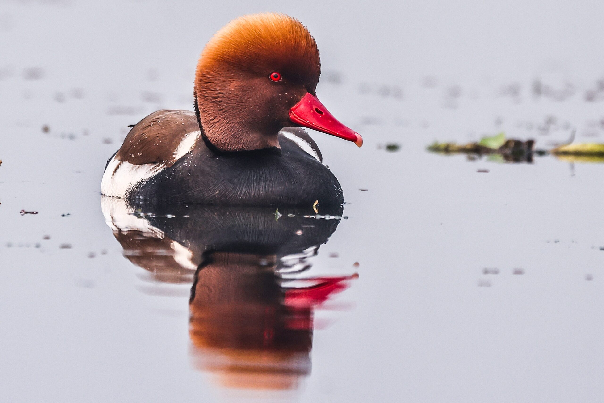 Red-crested Pochard bird photography