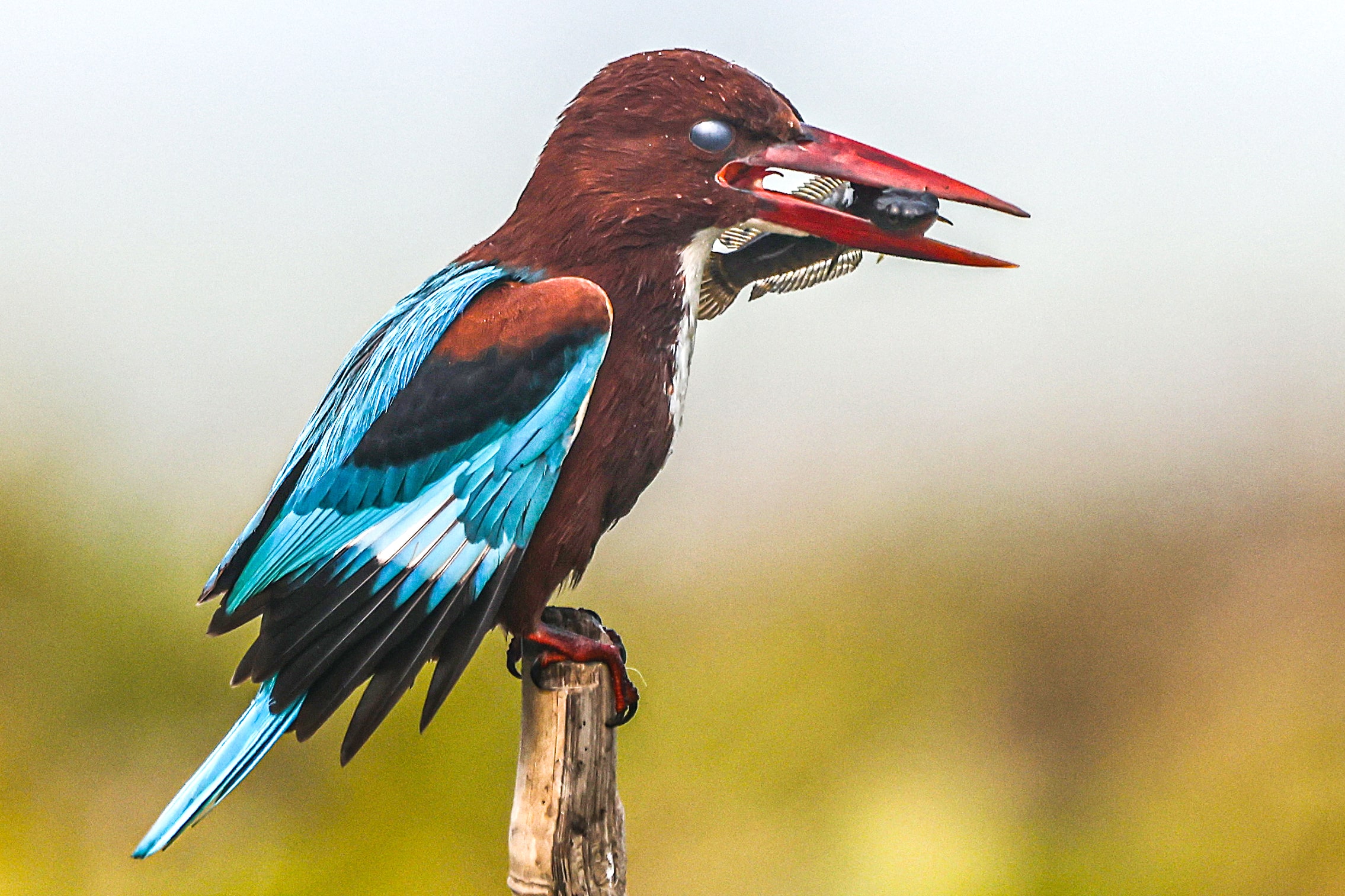 White-throated Kingfisher bird photography