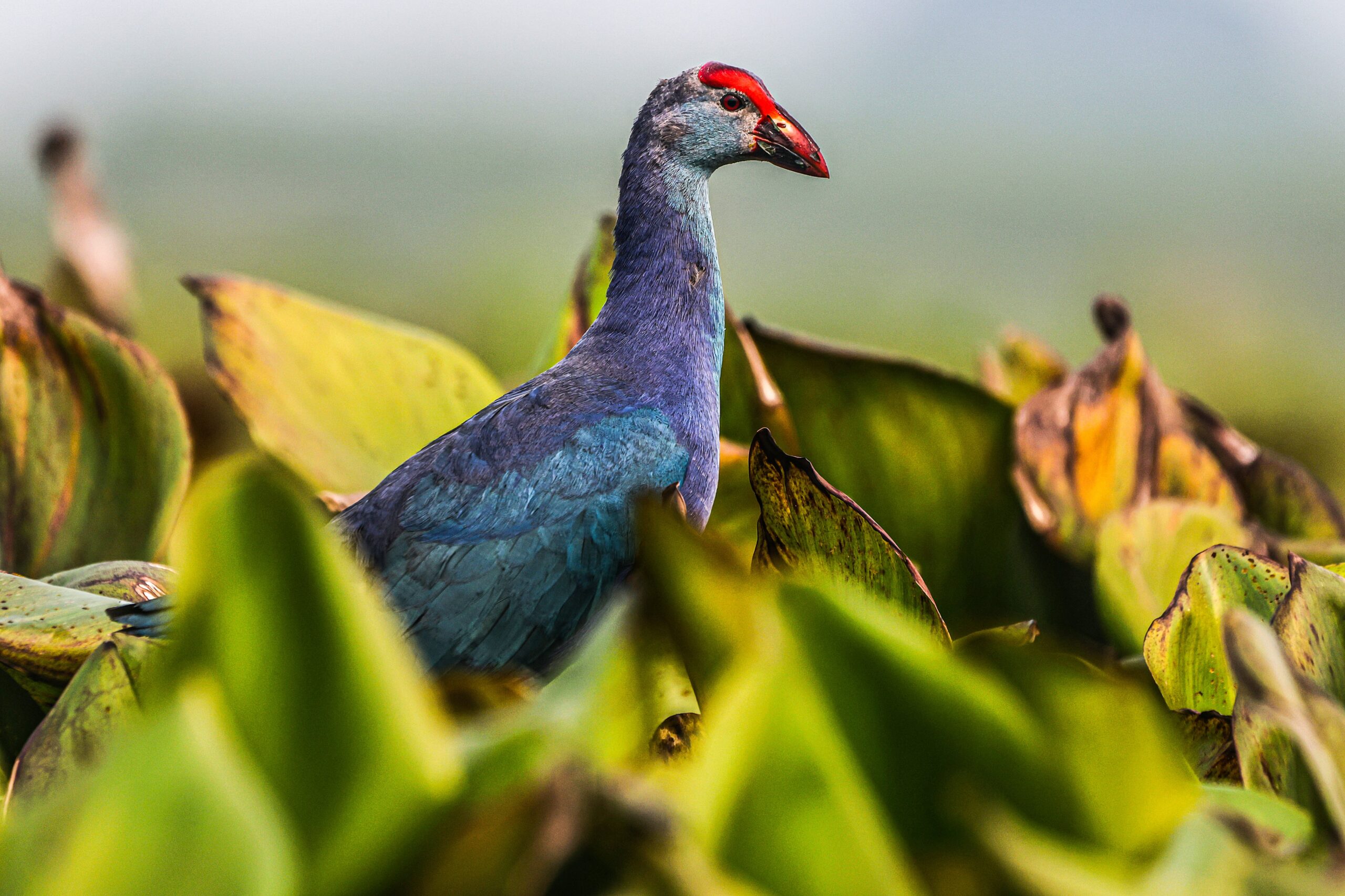 Grey-headed Swamphen Bird photography