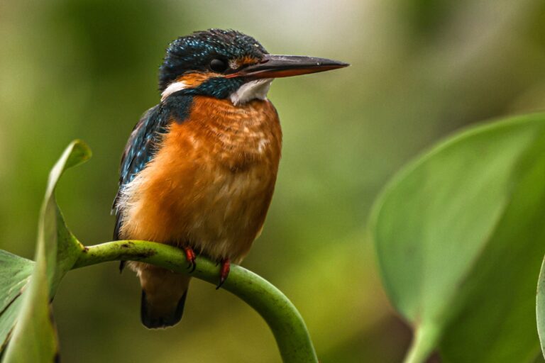 Bird Photography for Beginners: A Complete Starter Guide