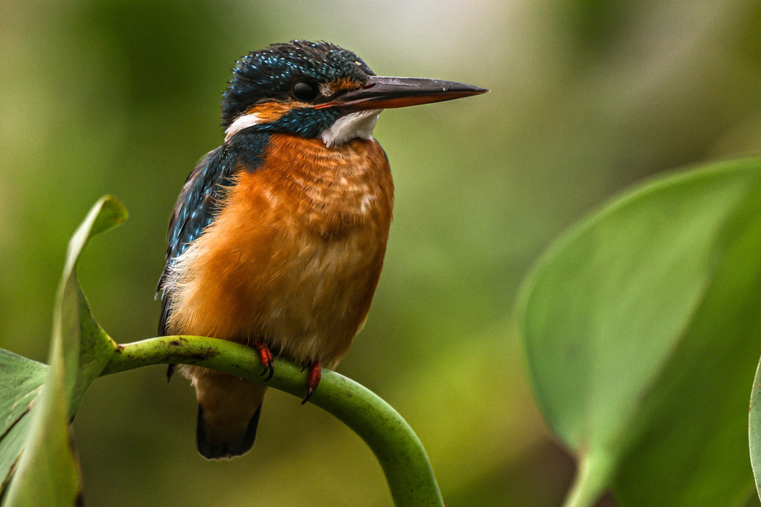 Common Kingfisher bird photography