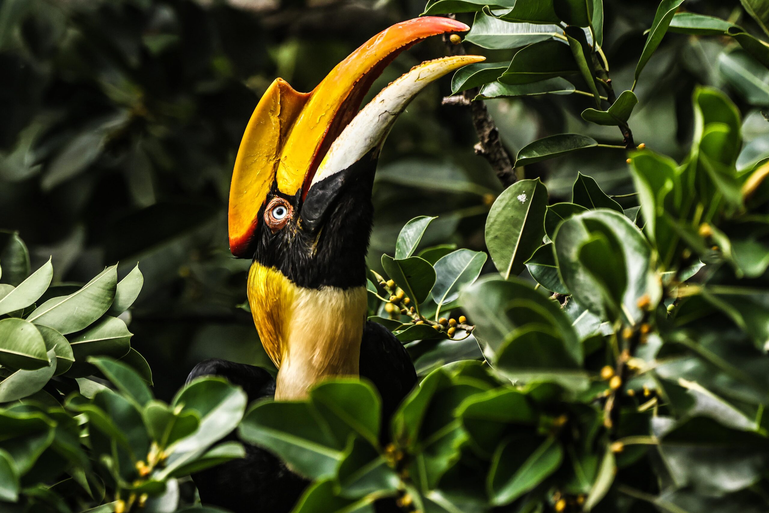 Great Indian Hornbill bird photography