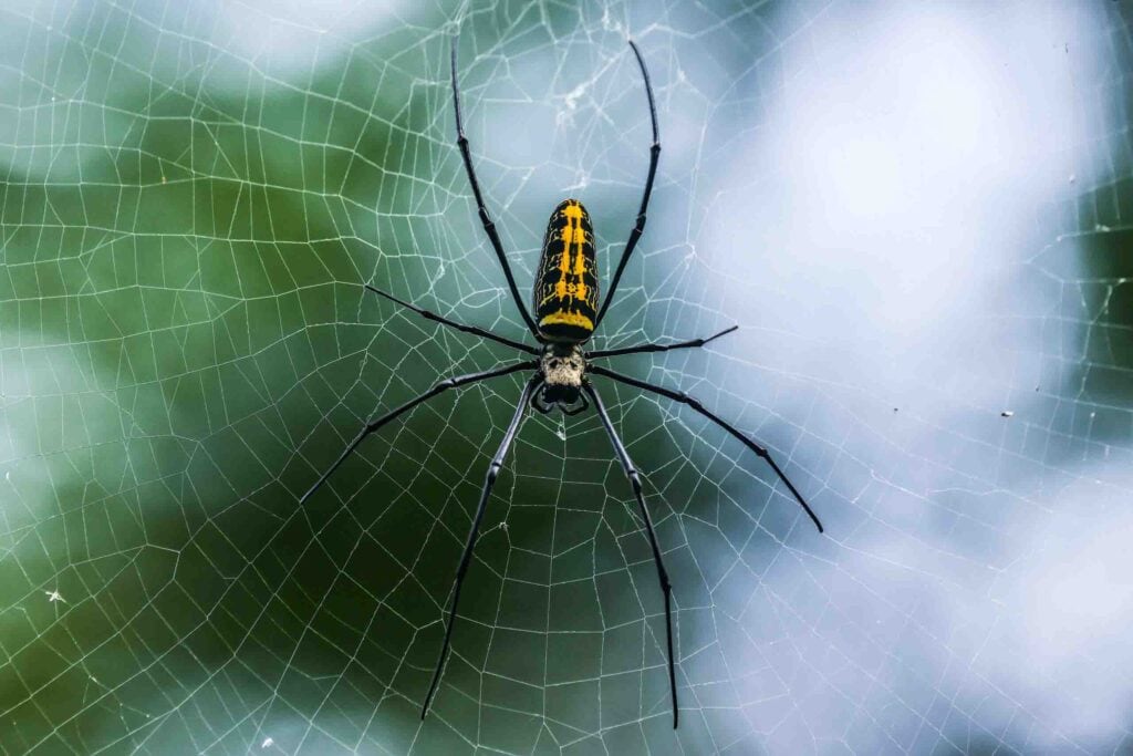 Giant-wood Spider (female)