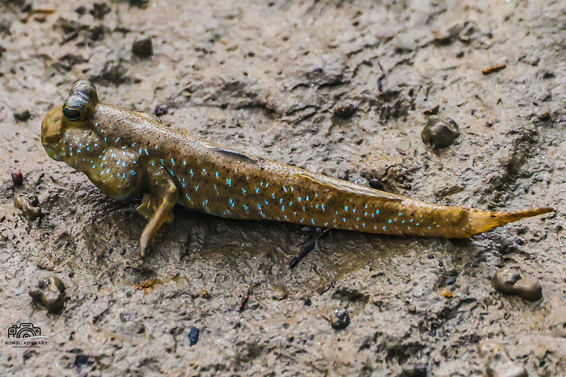 Macro photography of Blue-spotted Mudskipper