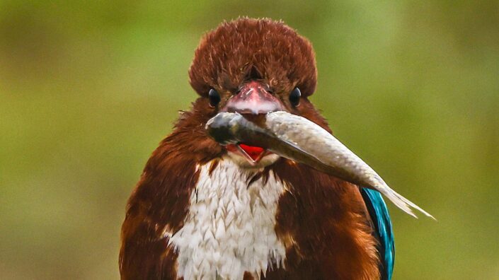 white-throated kingfisher with fish in it's beak