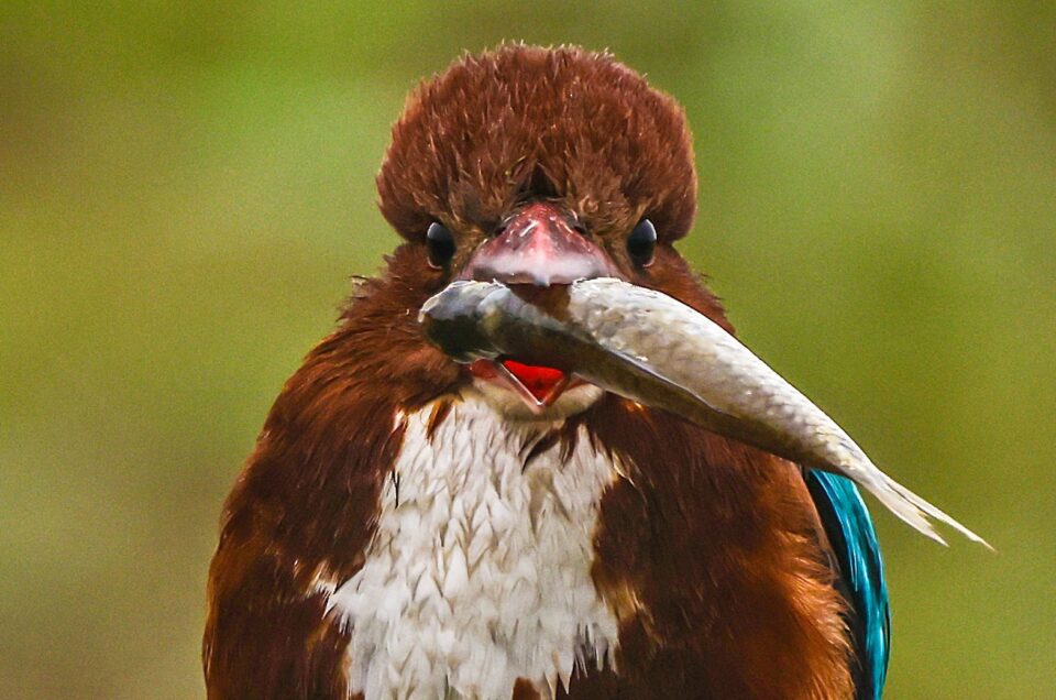 white-throated kingfisher with fish in it's beak