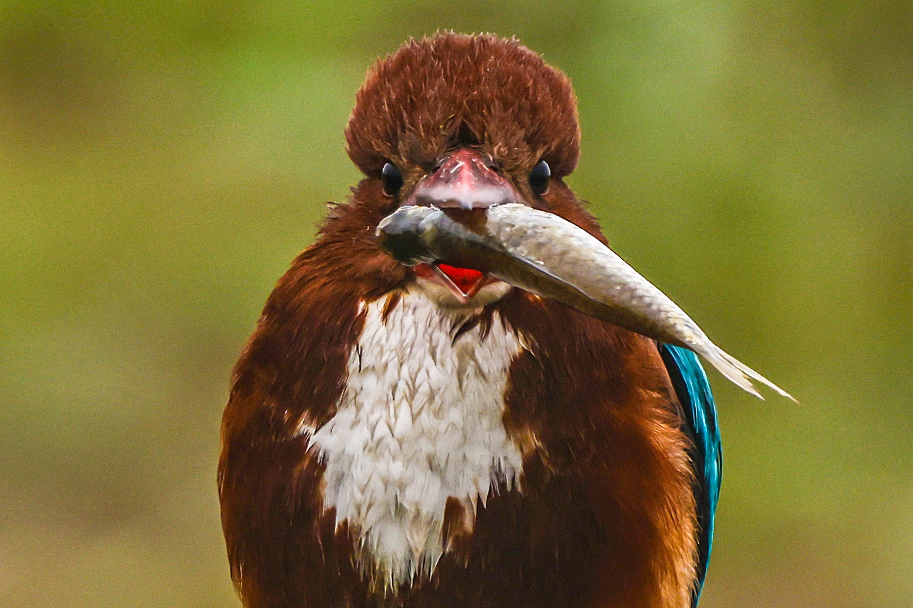 white-throated kingfisher with fish in it's beak