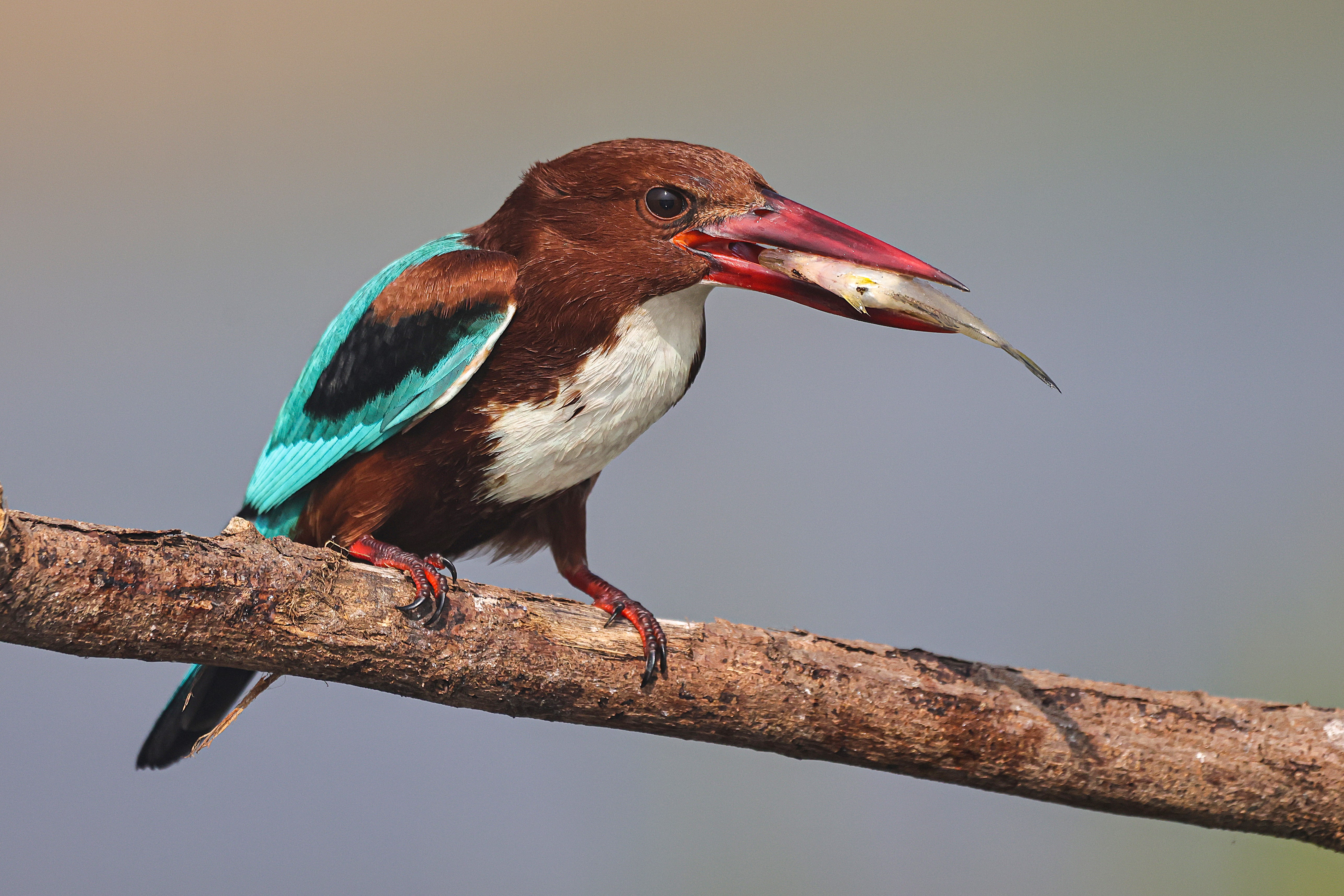 white-throated kingfisher with fish in it's beak