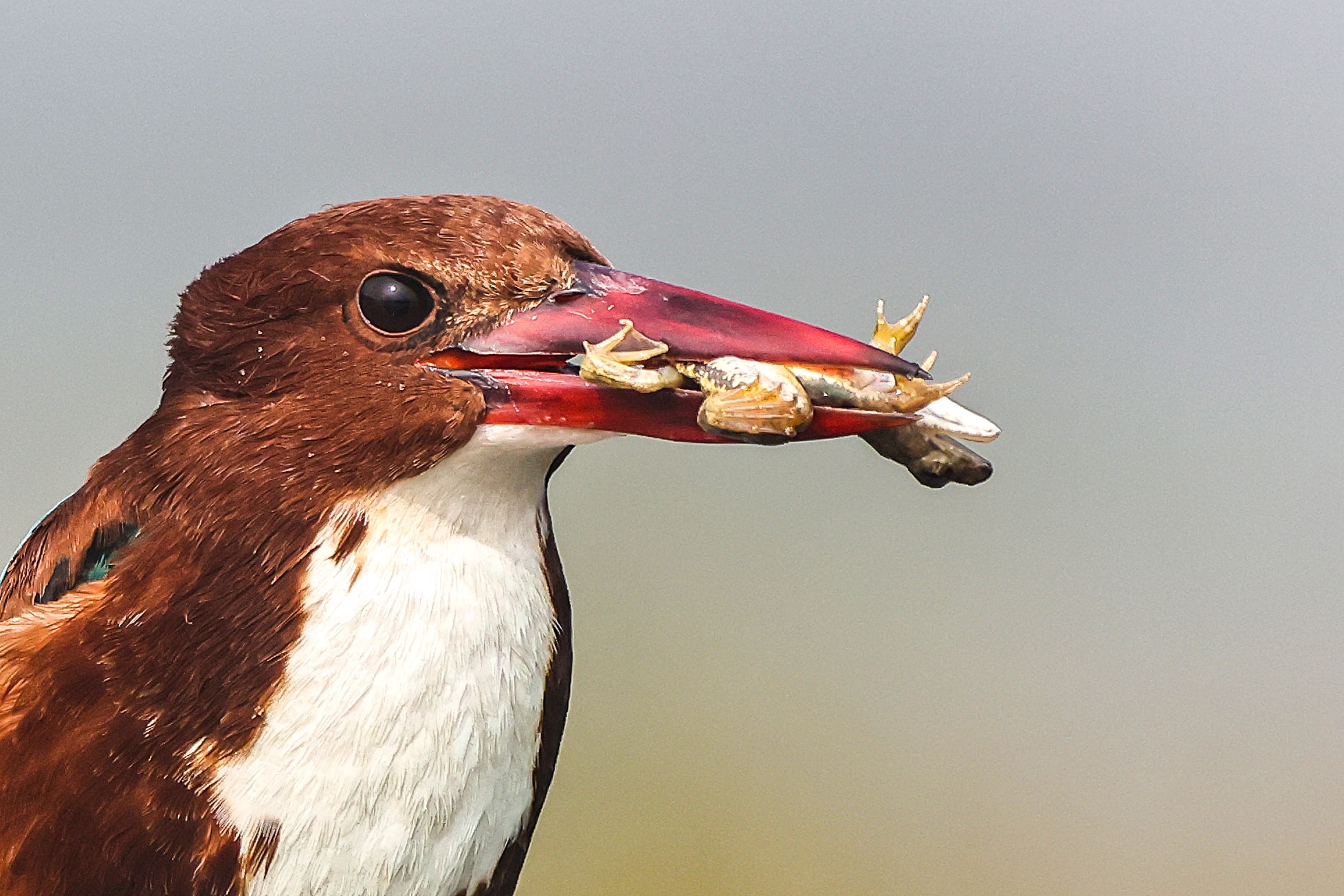 White-throated Kingfisher