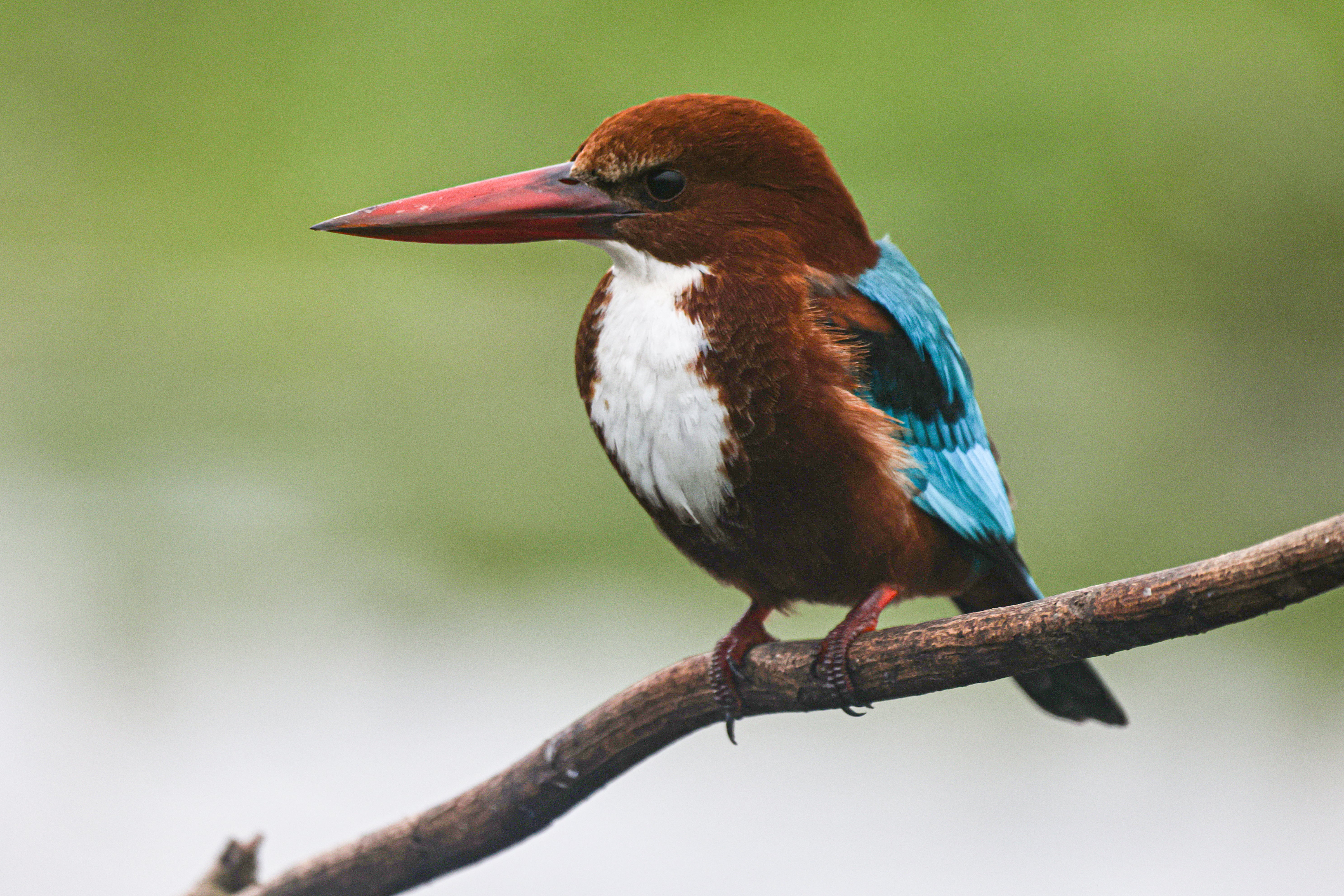 white-throated kingfisher perched in purbasthali