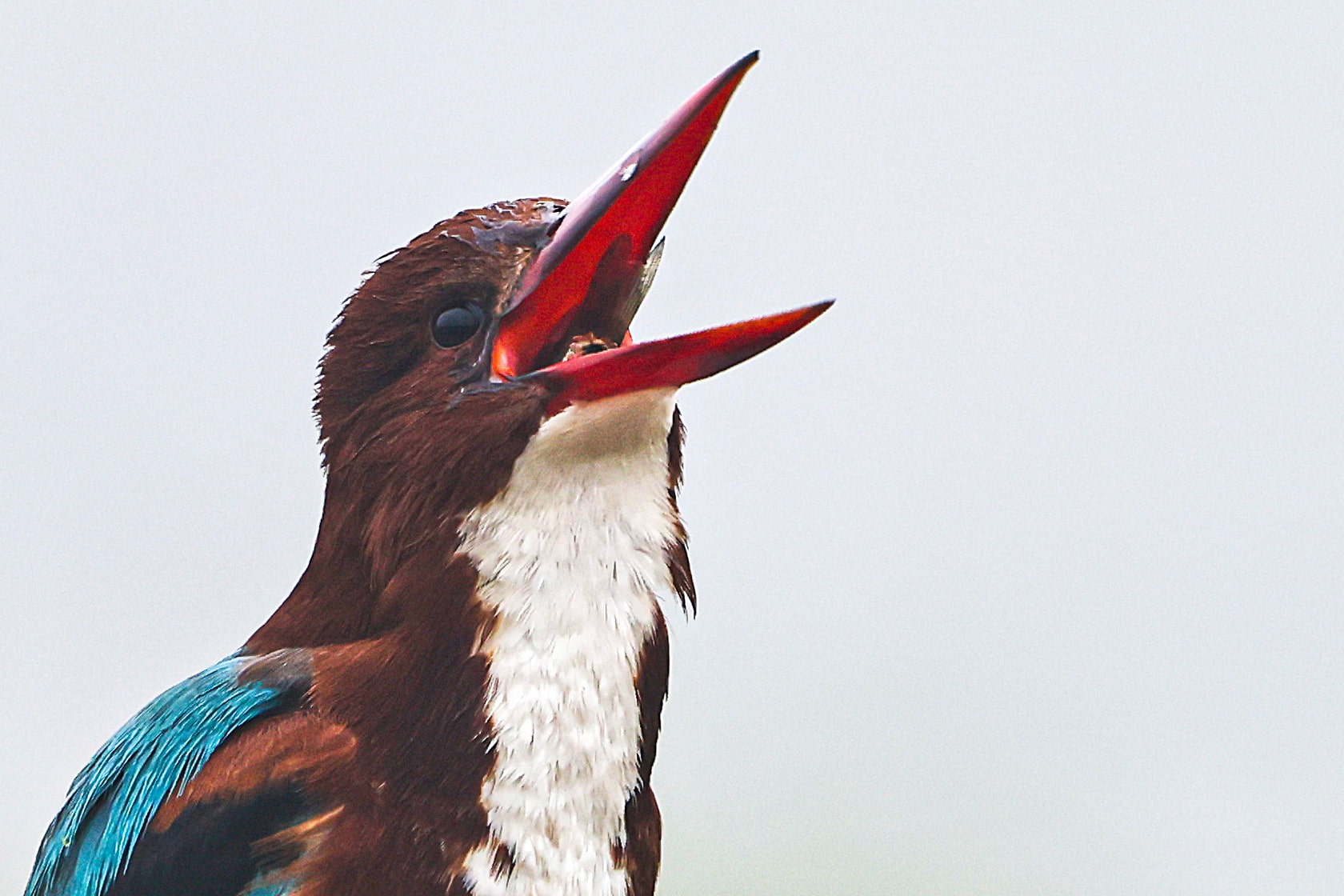 Kingfisher Photography