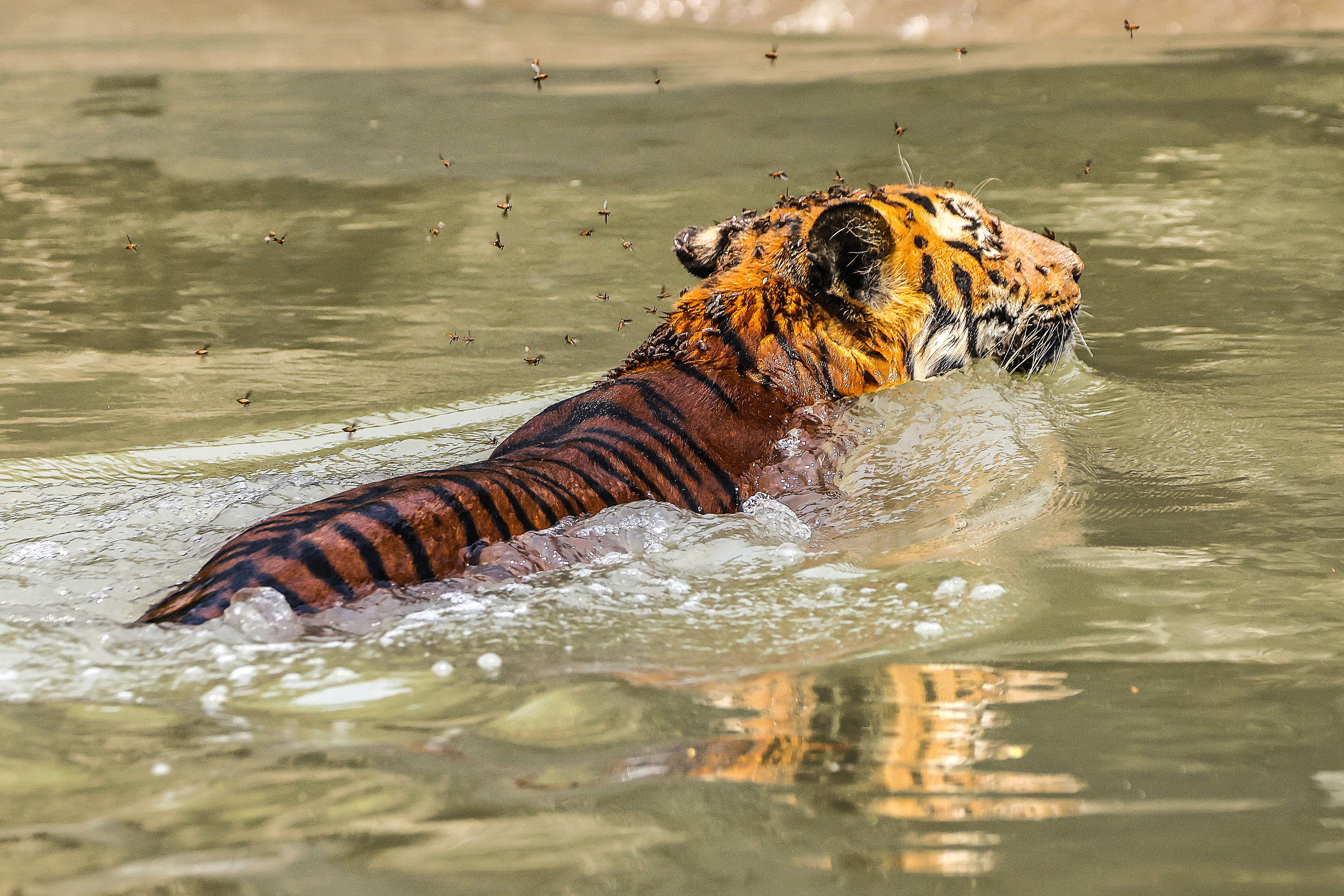 royal bengal tiger of sundarbans